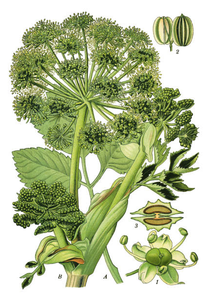 gartenangelica, wilder sellerie - angelica illustration and painting herb botany stock-grafiken, -clipart, -cartoons und -symbole