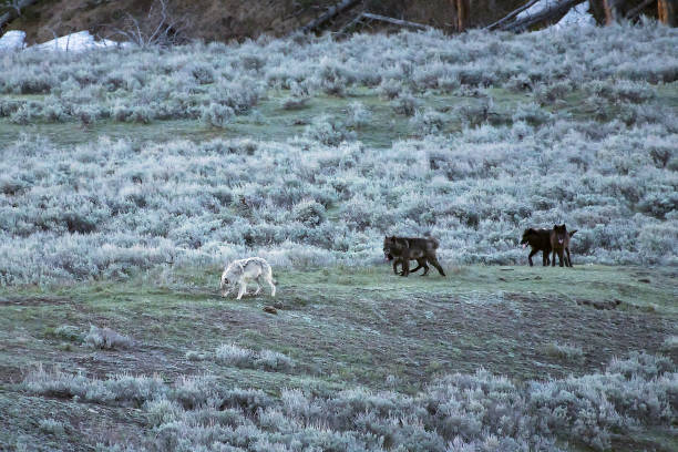 bloco do lobo no vale de yellowstone lamar - montana mountain lupine meadow - fotografias e filmes do acervo