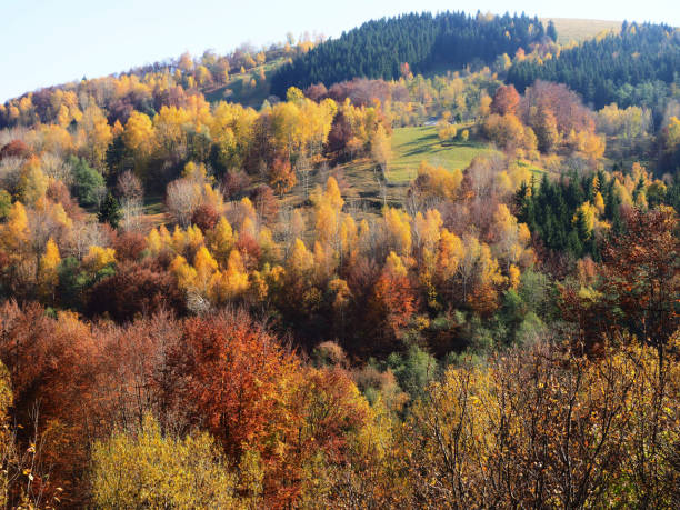 istock Typical autumn colours in Romania 1134923903