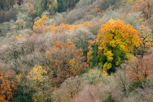 Beautiful Autumn Foliage Near Tennoji Park in Japan