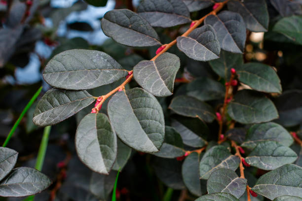 istock Tree branch with leaves. background concept 1134924108