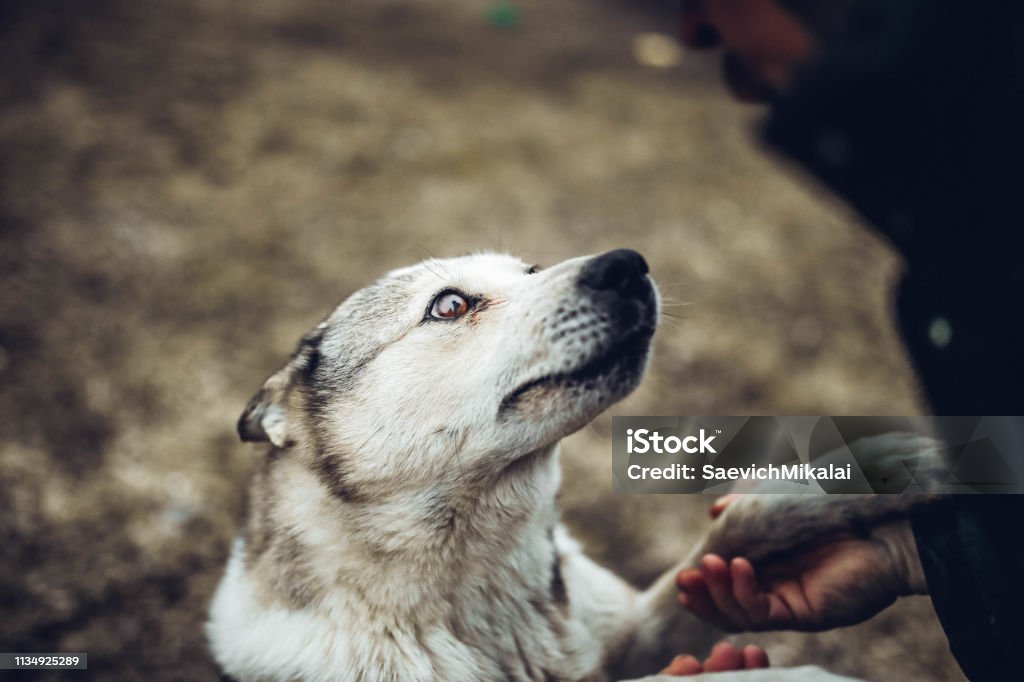 Handshake Of A Devoted Dog And Man A Longawaited Meeting Pet Love Concept  In Life Stock Photo - Download Image Now - iStock