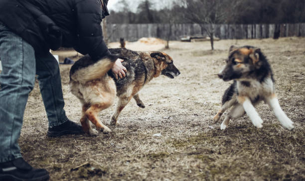 istock dog training in nature, raising a pet at home 1134925337