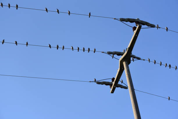 istock flock of birds 1134925557