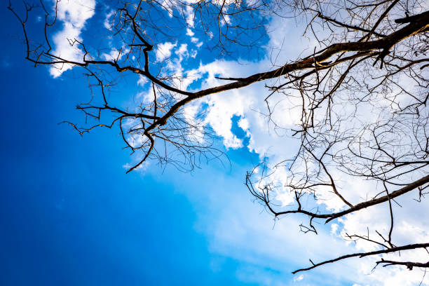 tree leafless on blue sky and cloud and ray of light sun on sky background