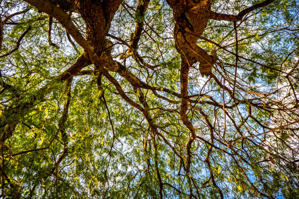 tree leaf branch on blue sky and cloud and ray of light sun on sky background