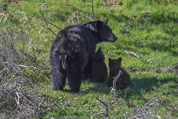 istock Black bear mother devotion to cubs in Yellowstone 1134925809