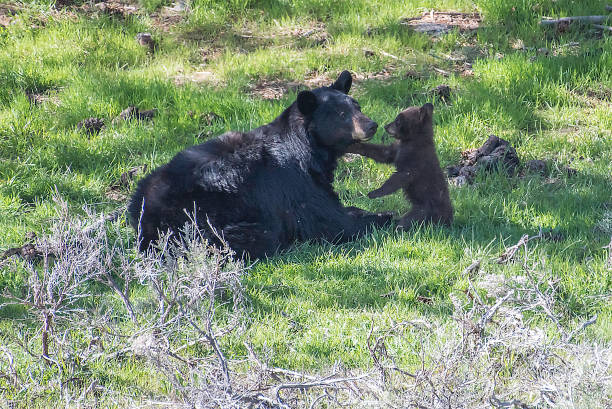 Black bear mother devotion to cubs in Yellowstone