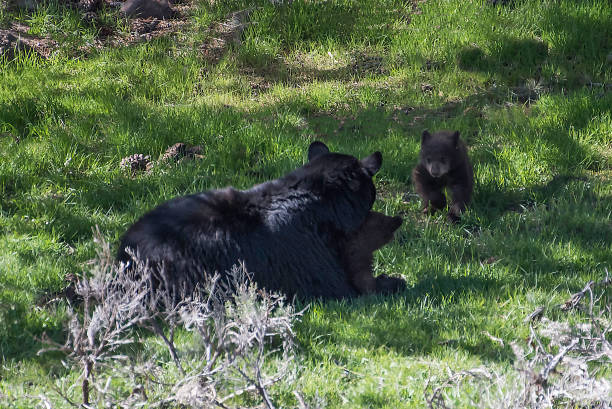 istock Black bear mother devotion to cubs in Yellowstone 1134926712