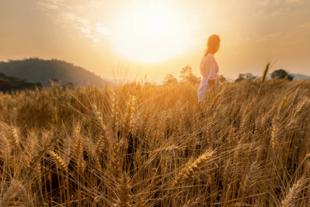 campo de cebada en la cosecha del período al atardecer. - barley grass fotos fotografías e imágenes de stock