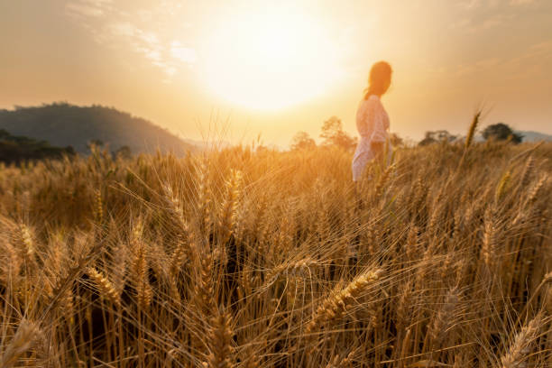 Barley Field in period harvest at sunset. stock photo