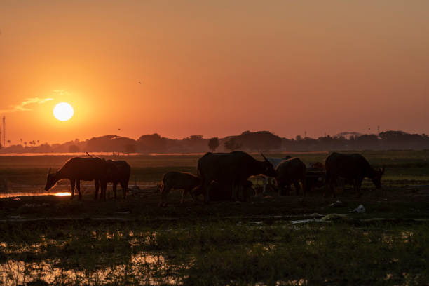 istock Sunset with livestock in Myanmar 1134927311