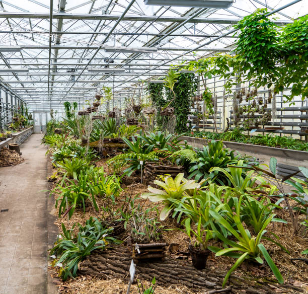 istock Tropical greenhouse 1134927374