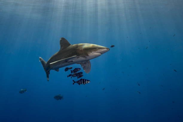 Oceanic Whitetip Shark stock photo
