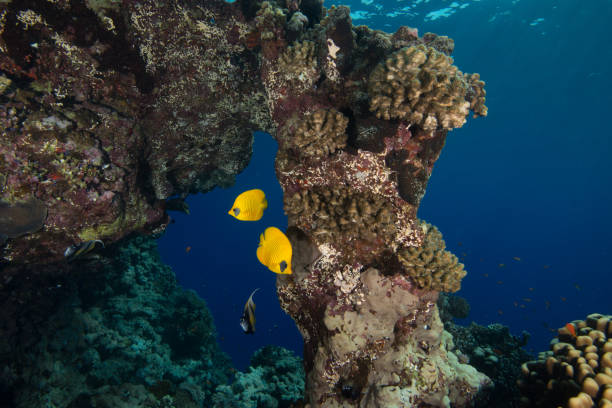Reef Scene stock photo