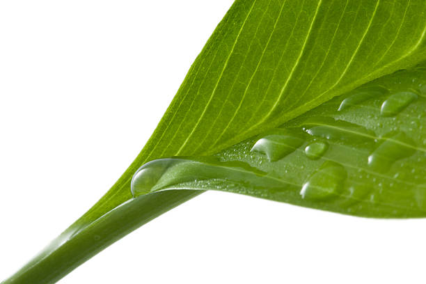 istock macro of leaf with water drops 113492819
