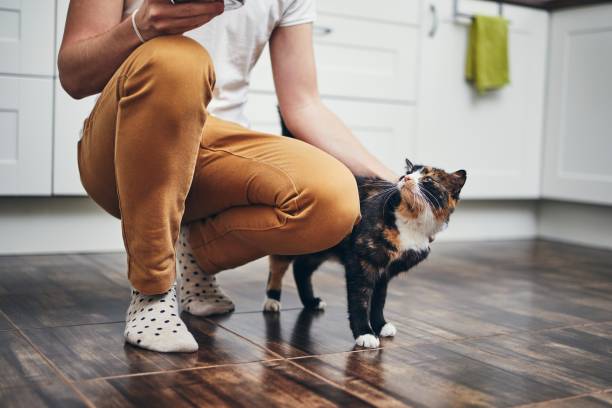 istock Domestic life with cat 1134928849