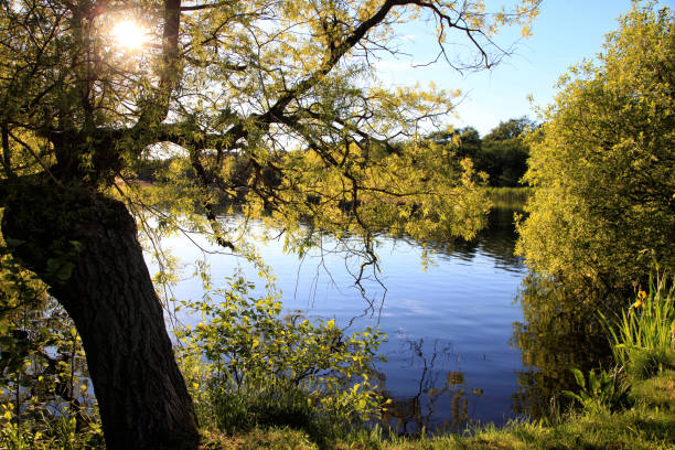 Tranquil landscape with lake and trees at sunset