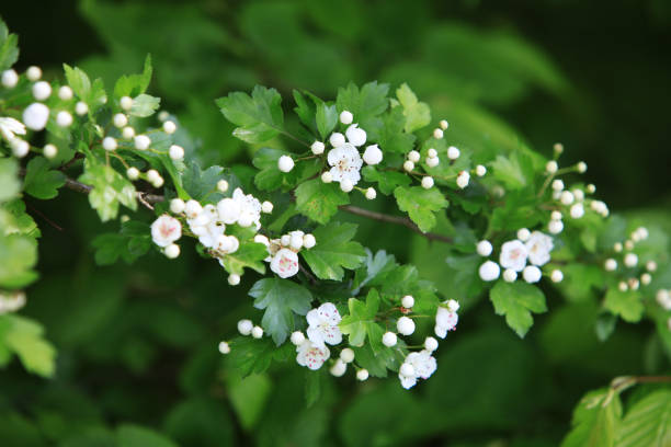 Hawthorn (Crataegus) blossom and leaves in springtime Hawthorn (Crataegus) blossom and leaves in springtime hawthorn photos stock pictures, royalty-free photos & images