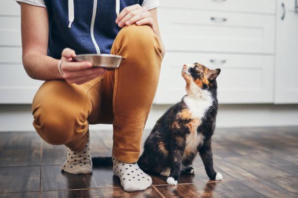 istock Domestic life with cat 1134929450