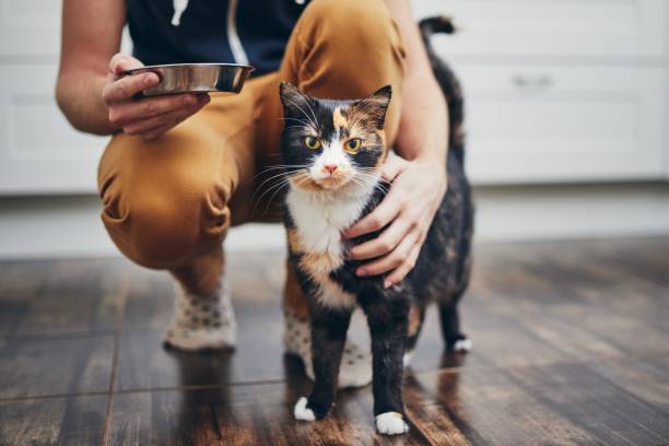 vida doméstica con el gato - alimentar fotografías e imágenes de stock