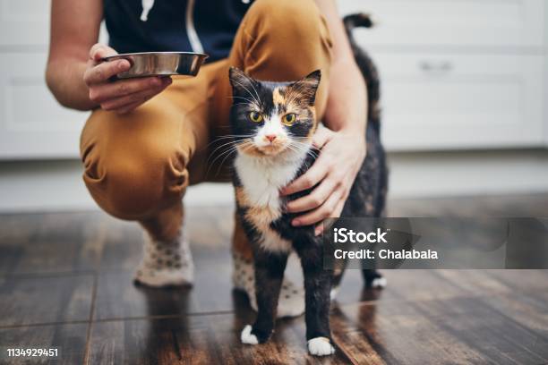 Vida Doméstica Con El Gato Foto de stock y más banco de imágenes de Gato doméstico - Gato doméstico, Comer, Alimentar