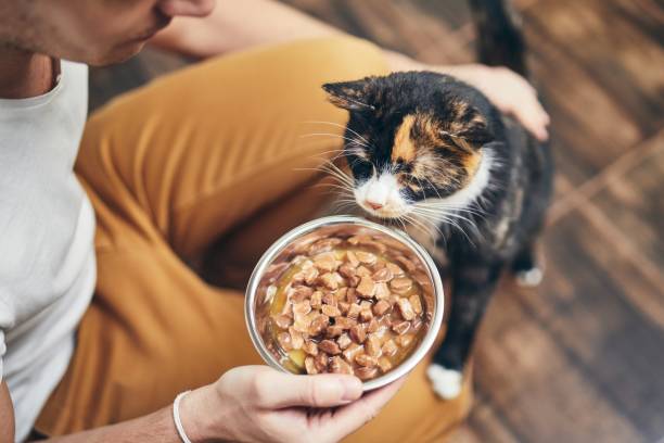 hausleben mit katze - füttern stock-fotos und bilder