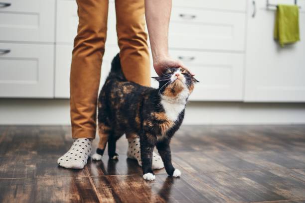 vida doméstica con el gato - acariciar fotografías e imágenes de stock