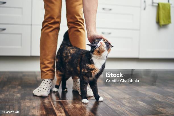 Vita Domestica Con Il Gatto - Fotografie stock e altre immagini di Gatto domestico - Gatto domestico, Accarezzare un animale, Animale da compagnia