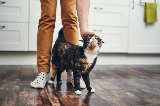 домашняя жизнь с кошкой - cat стоковые фото и изображения