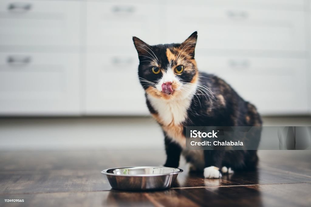 Hungry cat at home kitchen Hungry cat sitting next to bowl of food at home kitchen and looking at camera. Domestic Cat Stock Photo