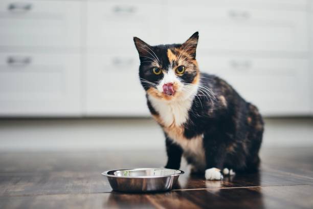 Hungry cat at home kitchen Hungry cat sitting next to bowl of food at home kitchen and looking at camera. licking photos stock pictures, royalty-free photos & images