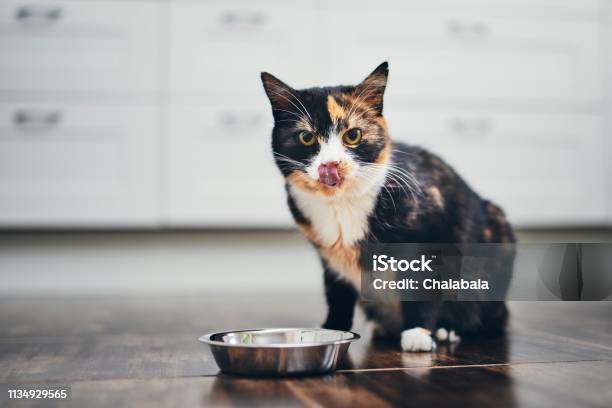 Hungry Cat At Home Kitchen Stock Photo - Download Image Now - Domestic Cat, Eating, Food