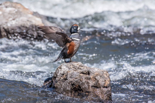 anatra arlecchino - harlequin duck duck harlequin water bird foto e immagini stock