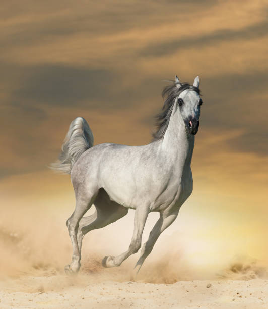 istock Beautiful arabian horse 1134930337
