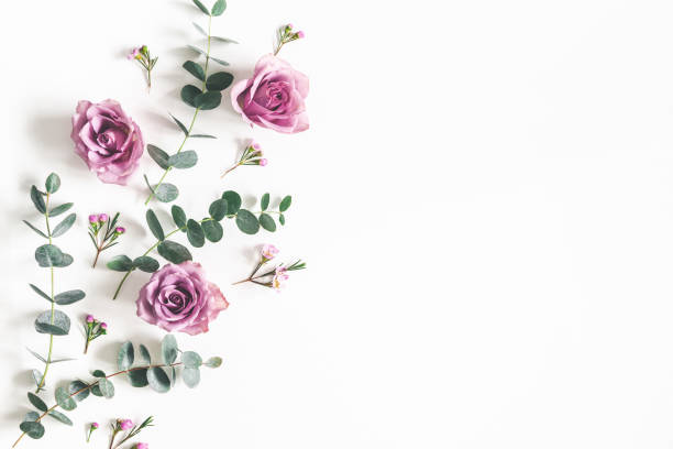꽃 조성 물. 패턴은 유칼립투스 가지와 흰색 바탕에 꽃 장미 만든. 플랫 레이, 평면도, 복사 공간 - season spring rose branch 뉴스 사진 이미지