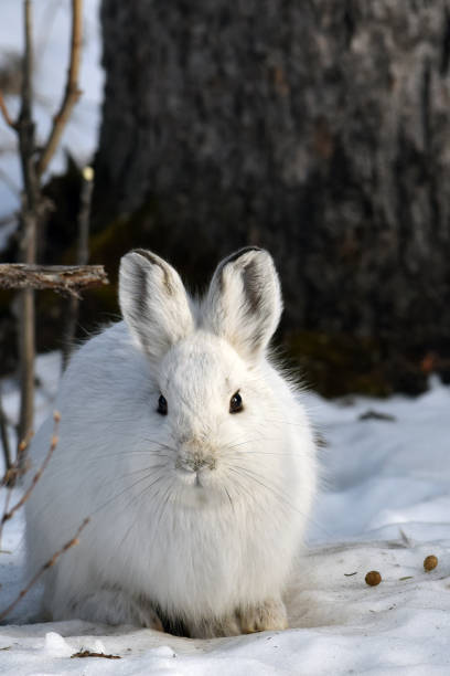 istock Snowshoe hare in winter 1134930476