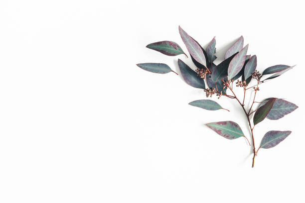 istock Eucalyptus leaves on white background. Pattern made of eucalyptus branches. Flat lay, top view, copy space 1134931049