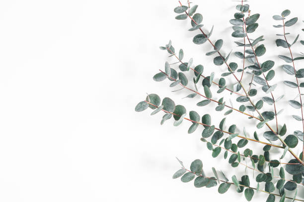 istock Eucalyptus leaves on white background. Frame made of eucalyptus branches. Flat lay, top view, copy space 1134931059