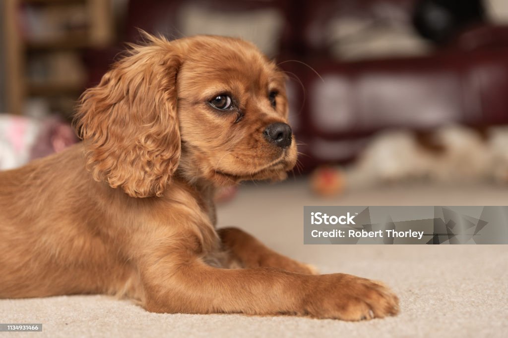 Ein einziger ruby Cavalier King Charles Spaniel Welpe. - Lizenzfrei Baumrinde Stock-Foto Ein einziger ruby Cavalier King Charles Spaniel Welpe. - Lizenzfrei Baumrinde Stock-Foto