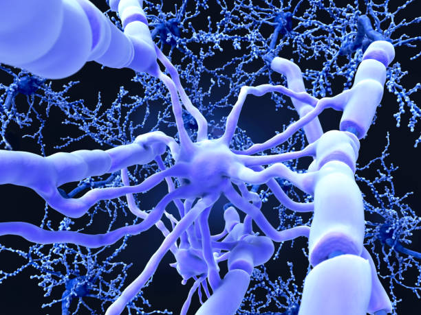 An oligodendrocyte forms insulating myelin sheaths around neuron axons stock photo