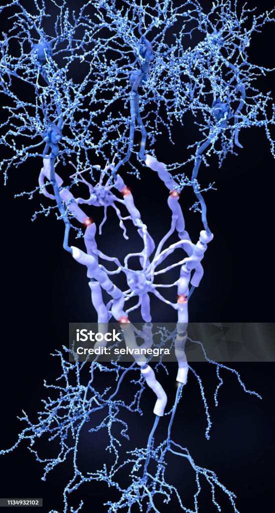 Neurons with myelin sheaths produced by oligodendrocytes. Myelin sheats insulate the axon from electrical activity. This insulation increases the rate of transmission of signals, which spring from gap to gap. Myelin Sheath Stock Photo