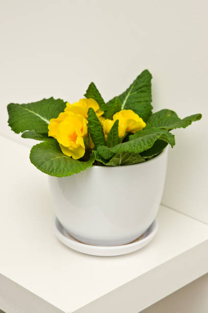 istock Primrose or primula on a shelf in white room 1134933571
