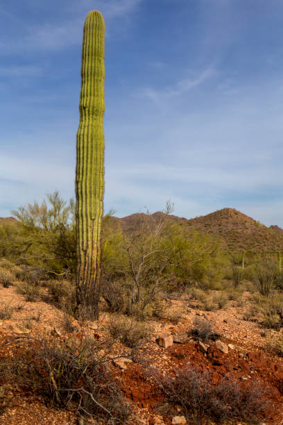 monumento nacional de ironwood - saguaro national monument - fotografias e filmes do acervo