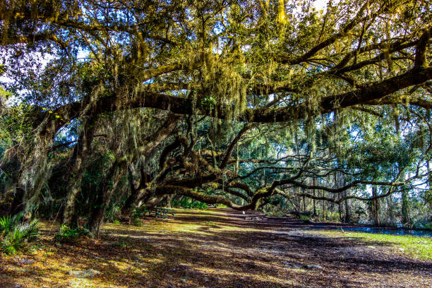 Oak Trees