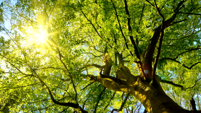 The sun gently shining through a large beech tree