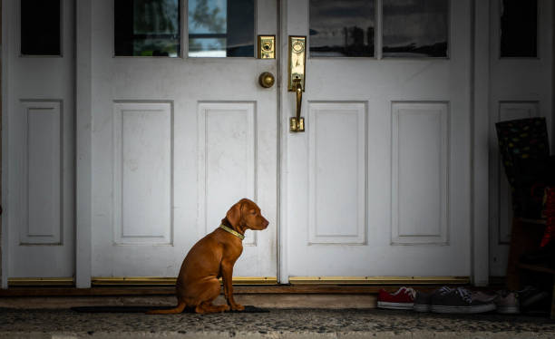 istock Vizsla Puppy Waiting At Door 1134938134