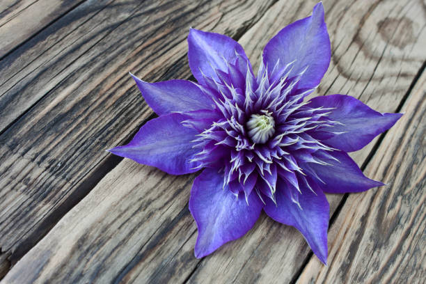 Clematis Multi Blue isolated against wooden background