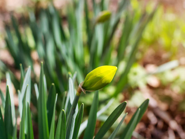 Yellow narcissus bud blooms on an outdoors flowerbed on a sunny spring day. Spring bloom flowers in outdoor garden. Nature and botany, natural flower with yellow petals for garden decoration