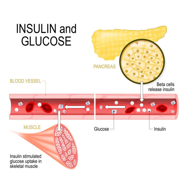 insulin and glucose insulin and glucose. Beta-cells (in the pancreas) release insulin in the blood vessel. Insulin stimulates the absorption of glucose in skeletal muscle. Closeup of pancreas and  islets of Langerhans. Vector illustration for biological, medical, science and educational use metabolism illustrations stock illustrations